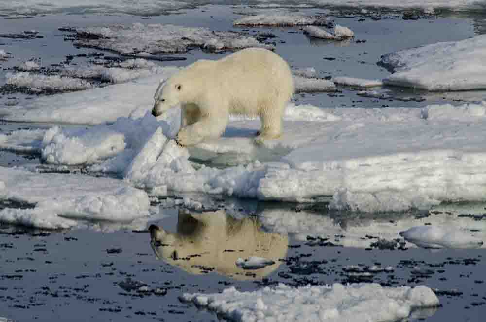 Oso Polar - islas Svalbard - Noruega 04.jpg